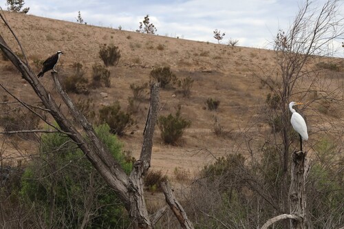 iNaturalist image