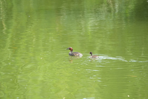 iNaturalist image