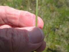 Sisyrinchium mucronatum