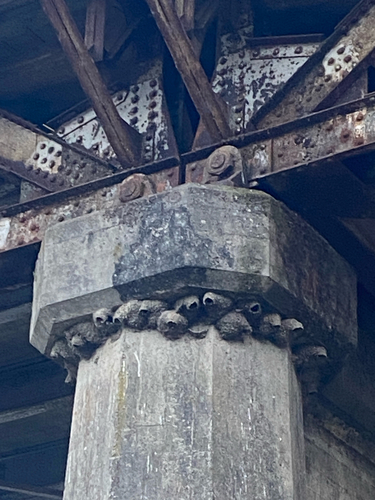 Cliff Swallow