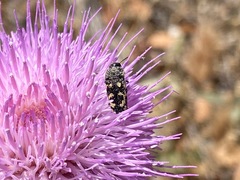 Acmaeodera bowditchi