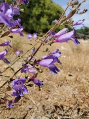 Penstemon laetus laetus