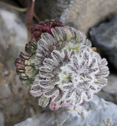 Lamium eriocephalum