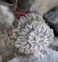Lamium eriocephalum