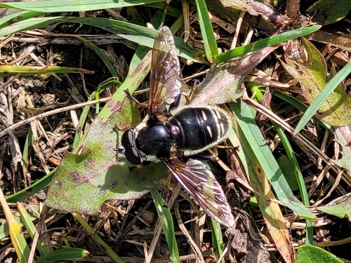 Narrow-banded Pond Fly