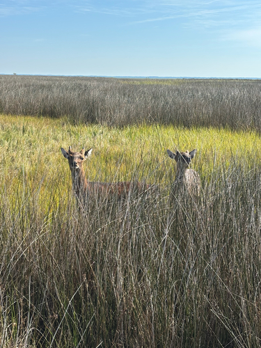 Sika Deer