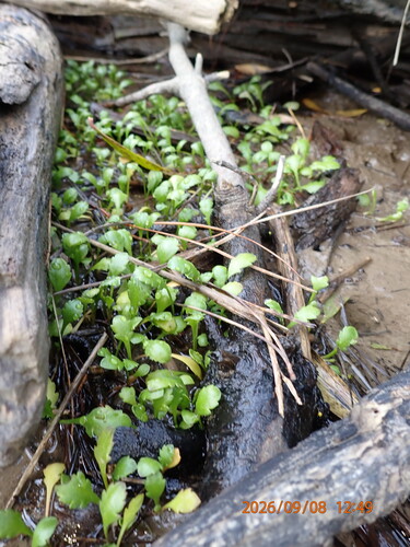 Leptinella dioica, photograph 6