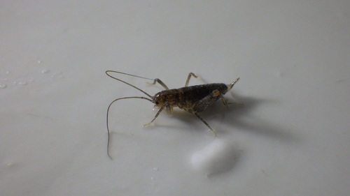 iNaturalist observation photo of Pristoceuthophilus celatus