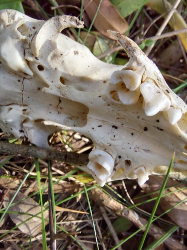 Molina's Hog-nosed Skunk
