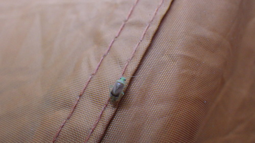 iNaturalist observation photo of Green Burgundy Stink Bug