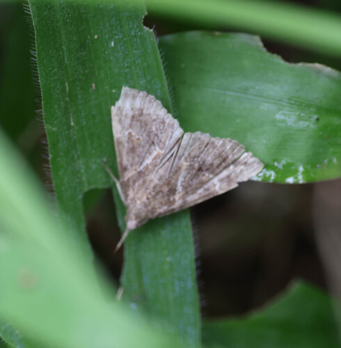 Hypena commixtalis observed 2026-09-08
