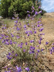 Penstemon laetus laetus