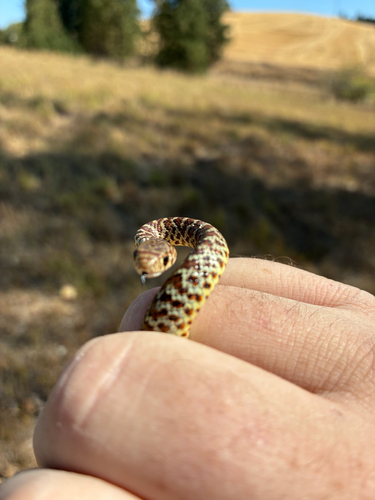 North American Racer
