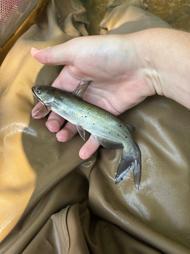 Channel Catfish