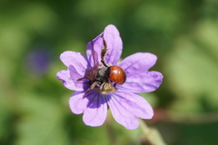 Andrena labiata