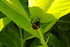 Bombus hortorum