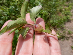 Conotrachelus albicinctus