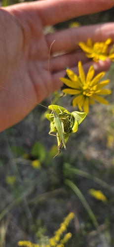 Four-spotted Tree Cricket