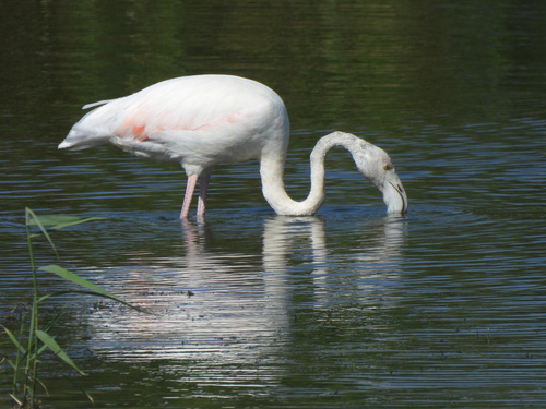 iNaturalist image