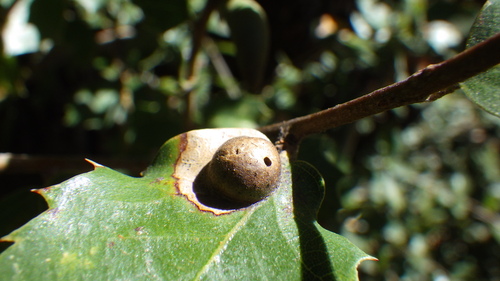 iNaturalist observation photo of Heteroecus flavens
