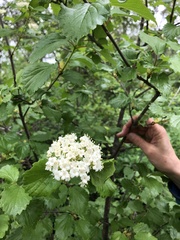 Viburnum ellipticum