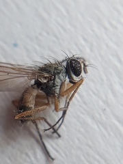 Coenosia