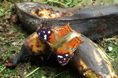 Hypanartia trimaculata