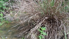 Tripsacum dactyloides