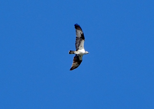 iNaturalist image