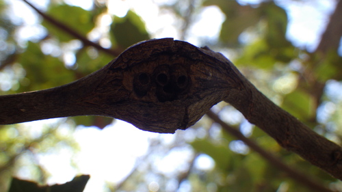iNaturalist observation photo of Split Twig Gall Wasp