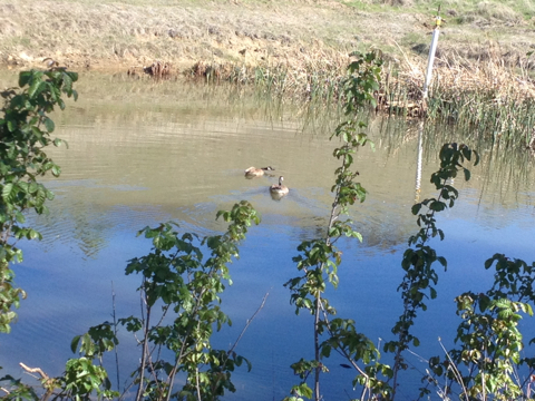 iNaturalist observation photo of Canada Goose
