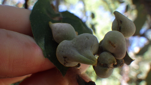 iNaturalist observation photo of Bullet-Gall Wasp