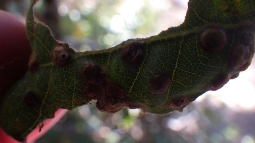 iNaturalist observation photo of Heteroecus