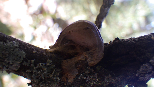 iNaturalist observation photo of Beaked Spindle Gall Wasp