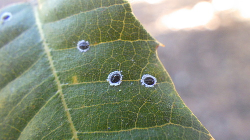 iNaturalist observation photo of Stanford's Whitefly