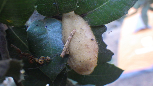iNaturalist observation photo of Heteroecus dasydactyli