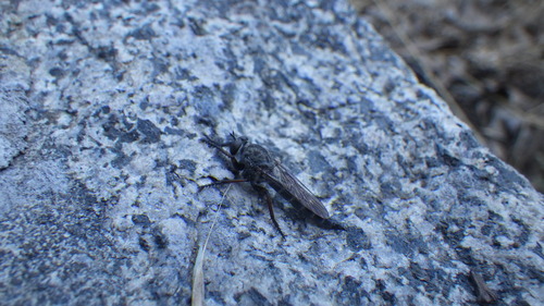 iNaturalist observation photo of Asilinae