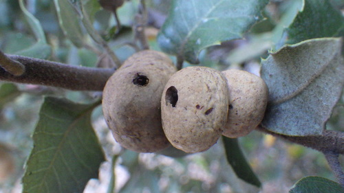 iNaturalist observation photo of Bullet-Gall Wasp