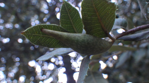 iNaturalist observation photo of Beaked Spindle Gall Wasp
