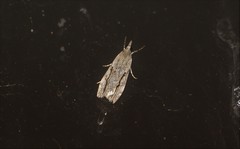 Eudonia bisinualis