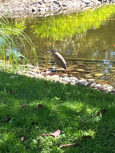 iNaturalist image