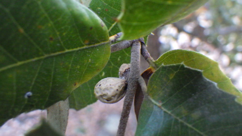 iNaturalist observation photo of Bullet-Gall Wasp