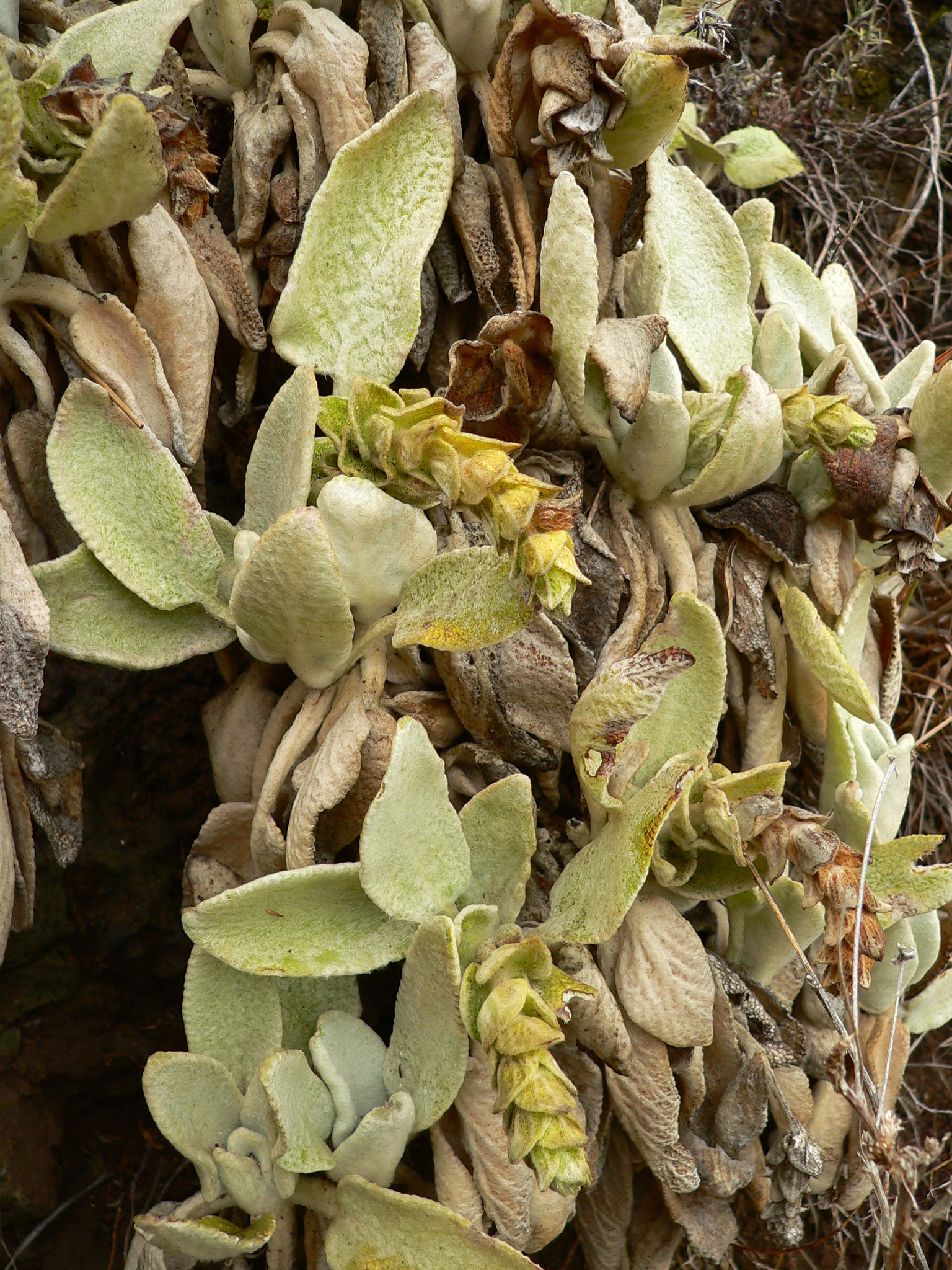 Sideritis gomeraea