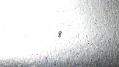 iNaturalist observation photo of Odorous House Ant