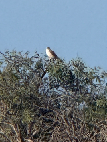 Nankeen Kestrel
