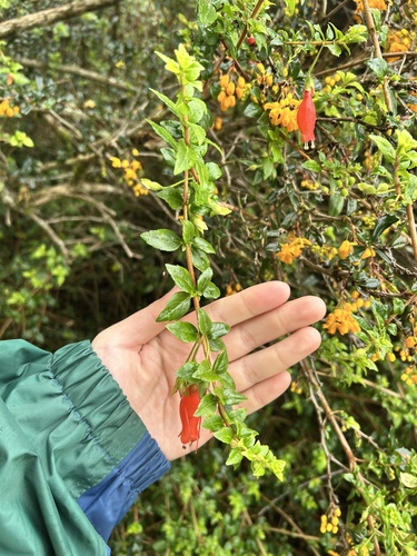 Mitraria coccinea observed 2026-09-09