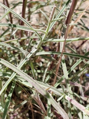 Penstemon laetus laetus