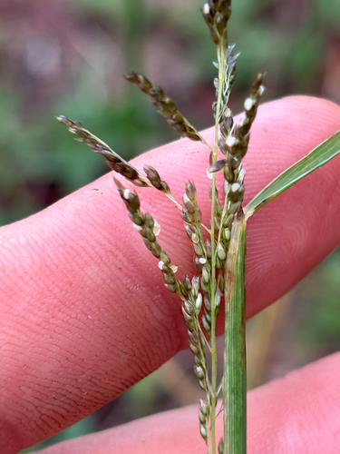 Sand Dropseed