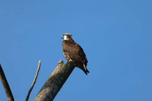 iNaturalist image