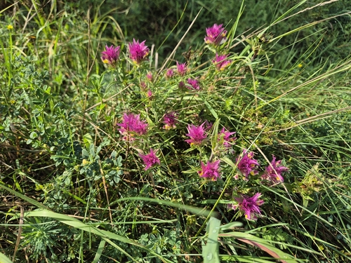 Melampyrum arvense, photograph 6